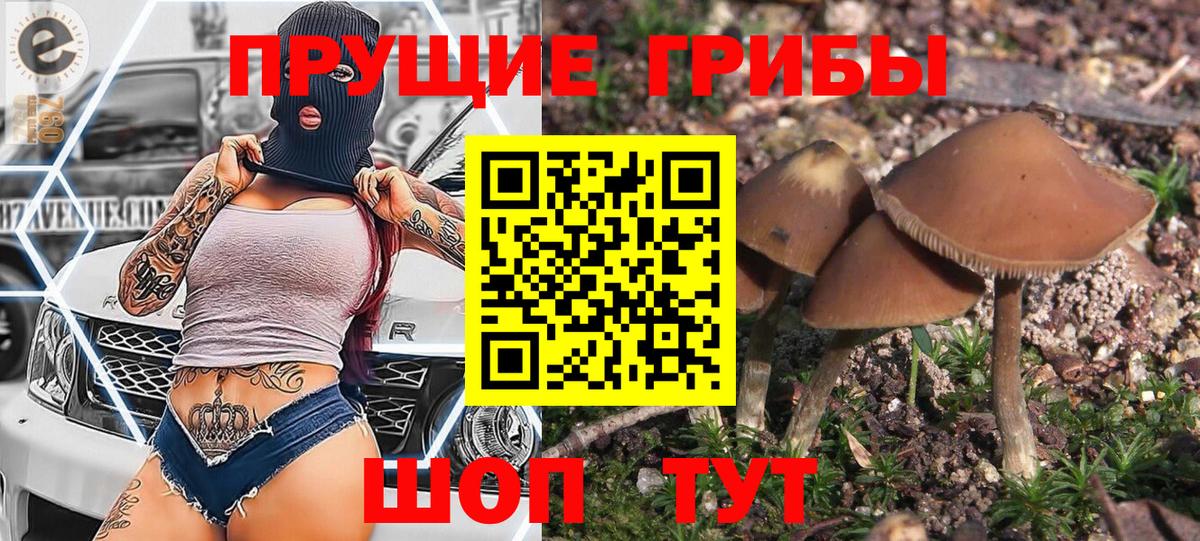 Прохладный  Псилоцибиновые грибы Magic Shrooms  сколько стоит  Вход с VPN  Псилоцибиновые грибы MAGIC MUSHROOMS 